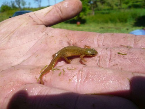 Úklid studánky na Popovsku - 7.5.2011